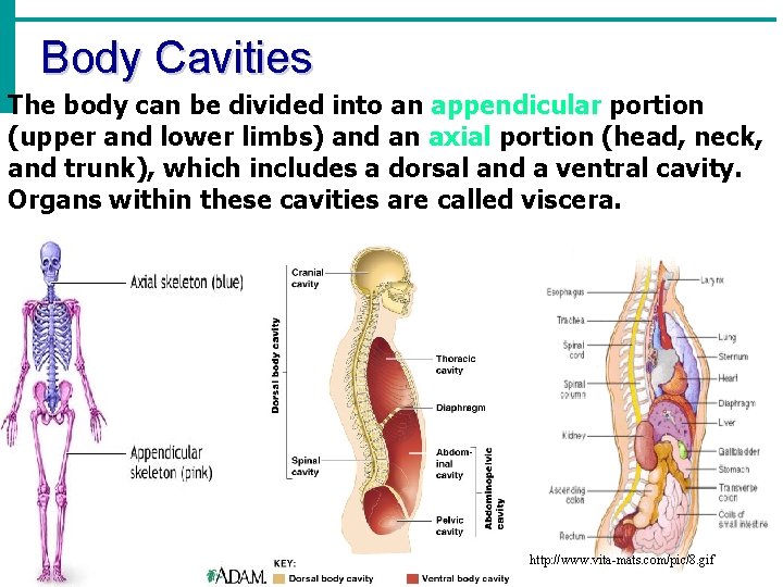 Body Cavities The body can be divided into an appendicular portion (upper and lower