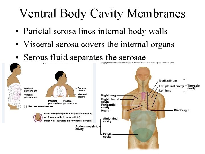 Ventral Body Cavity Membranes • Parietal serosa lines internal body walls • Visceral serosa