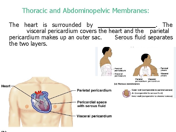 Thoracic and Abdominopelvic Membranes: The heart is surrounded by _________. The visceral pericardium covers