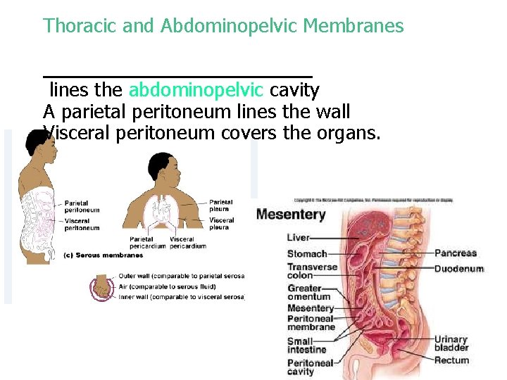 Thoracic and Abdominopelvic Membranes _____________ lines the abdominopelvic cavity A parietal peritoneum lines the