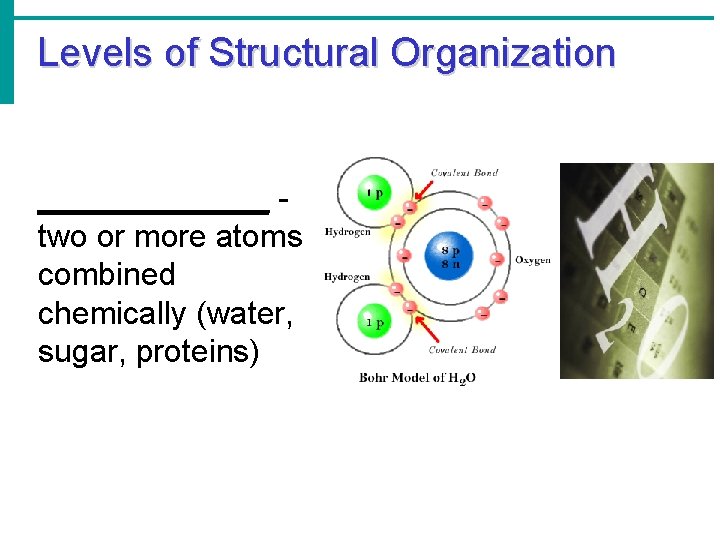 Levels of Structural Organization _______ two or more atoms combined chemically (water, sugar, proteins)