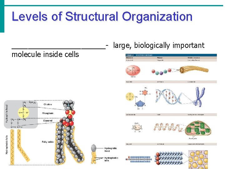 Levels of Structural Organization ____________- large, biologically important molecule inside cells 