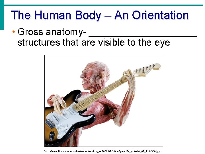 The Human Body – An Orientation • Gross anatomy- __________ structures that are visible