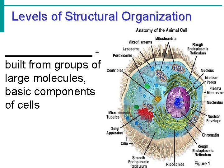 Levels of Structural Organization _______ built from groups of large molecules, basic components of