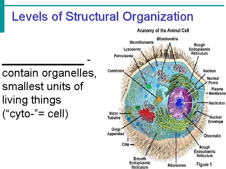 Levels of Structural Organization _______ contain organelles, smallest units of living things (“cyto-”= cell)