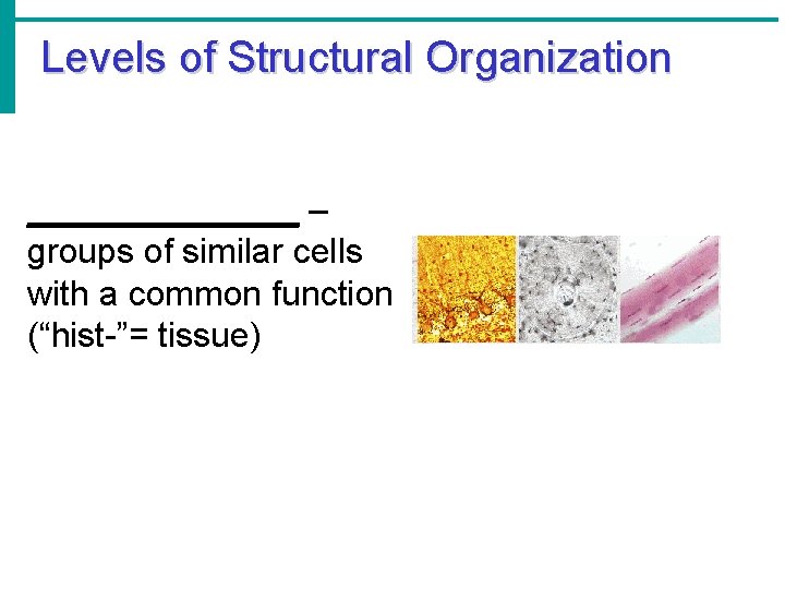Levels of Structural Organization _______ – groups of similar cells with a common function