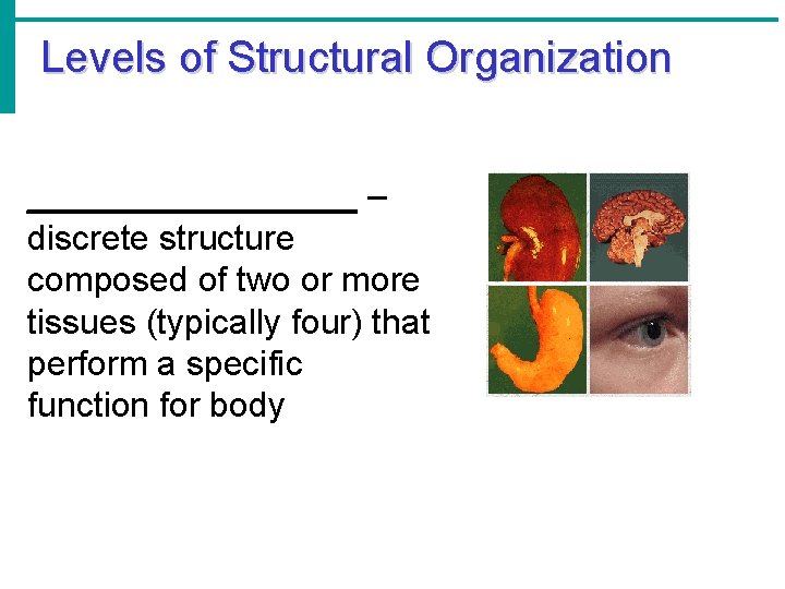 Levels of Structural Organization _________ – discrete structure composed of two or more tissues