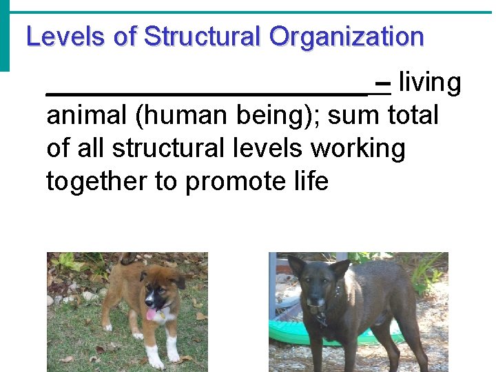 Levels of Structural Organization ___________ – living animal (human being); sum total of all