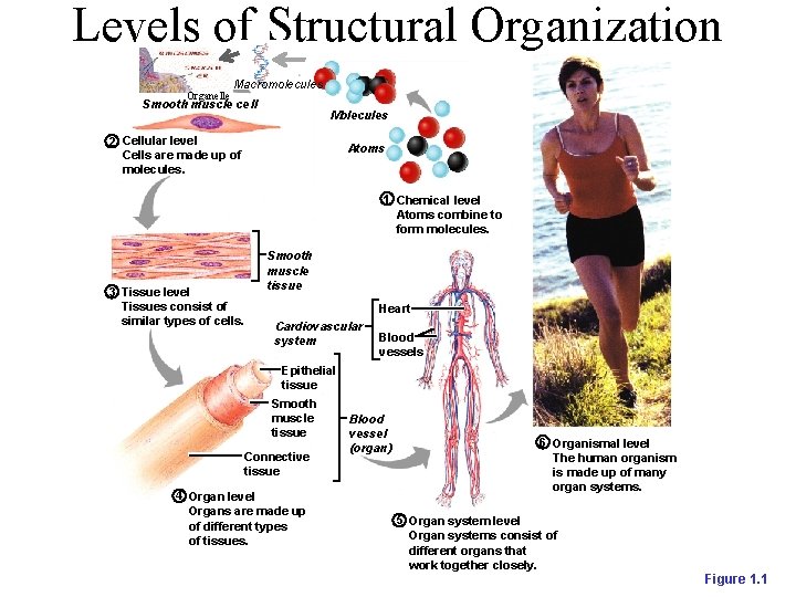 Levels of Structural Organization Organelle Macromolecules Smooth muscle cell Molecules 2 Cellular level Cells