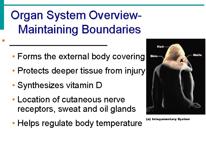 Organ System Overview. Maintaining Boundaries • _________ • Forms the external body covering •