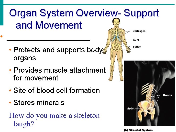 Organ System Overview- Support and Movement • _________ • Protects and supports body organs