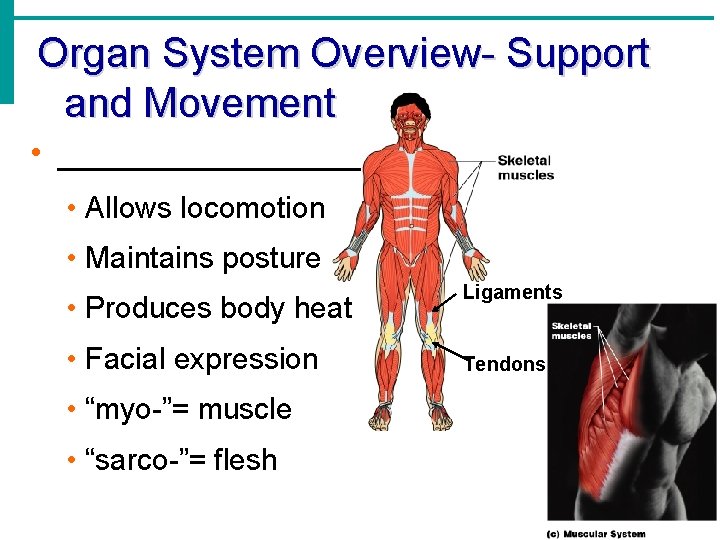 Organ System Overview- Support and Movement • ________ • Allows locomotion • Maintains posture