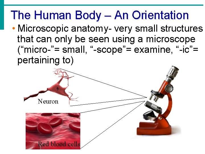 The Human Body – An Orientation • Microscopic anatomy- very small structures that can