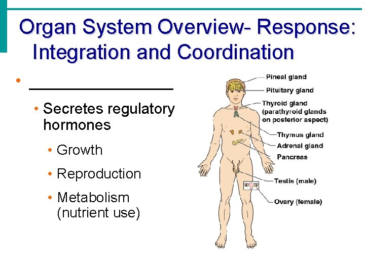 Organ System Overview- Response: Integration and Coordination • ________ • Secretes regulatory hormones •