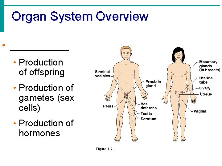 Organ System Overview • _____ • Production of offspring • Production of gametes (sex