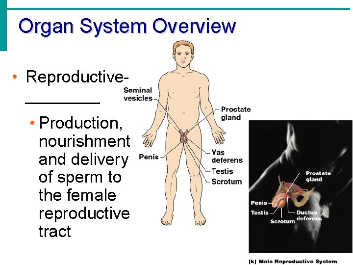 Organ System Overview • Reproductive____ • Production, nourishment and delivery of sperm to the