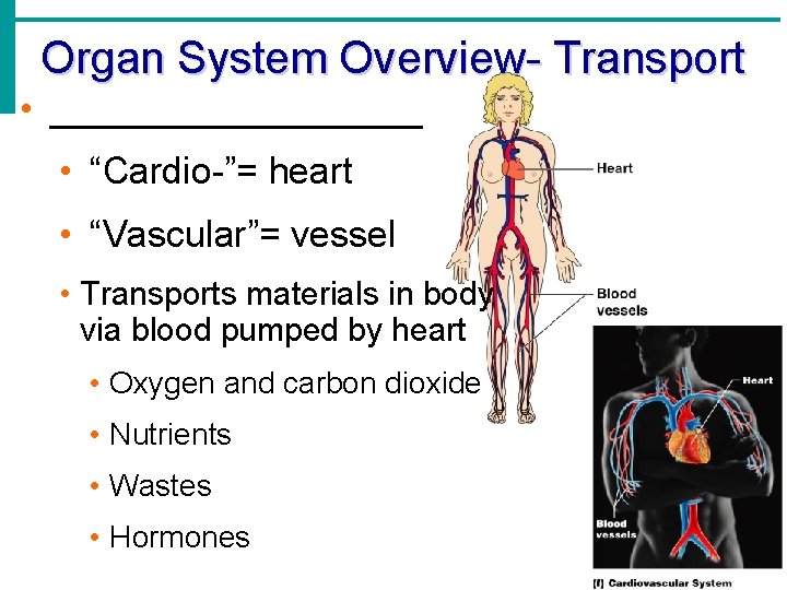 Organ System Overview- Transport • _________ • “Cardio-”= heart • “Vascular”= vessel • Transports