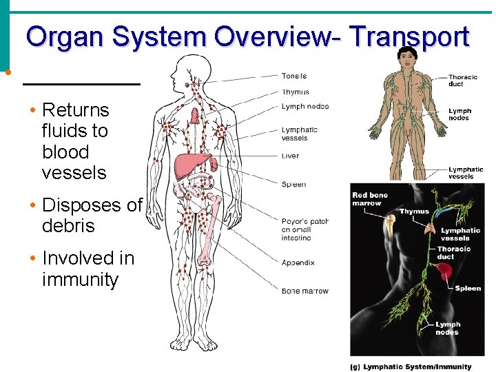 Organ System Overview- Transport • _____ • Returns fluids to blood vessels • Disposes