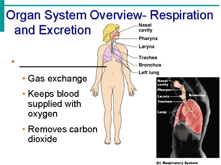 Organ System Overview- Respiration and Excretion • ________ • Gas exchange • Keeps blood