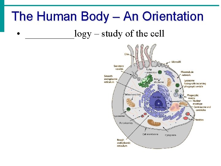 The Human Body – An Orientation • _____logy – study of the cell 