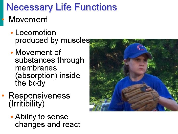 Necessary Life Functions • Movement • Locomotion produced by muscles • Movement of substances