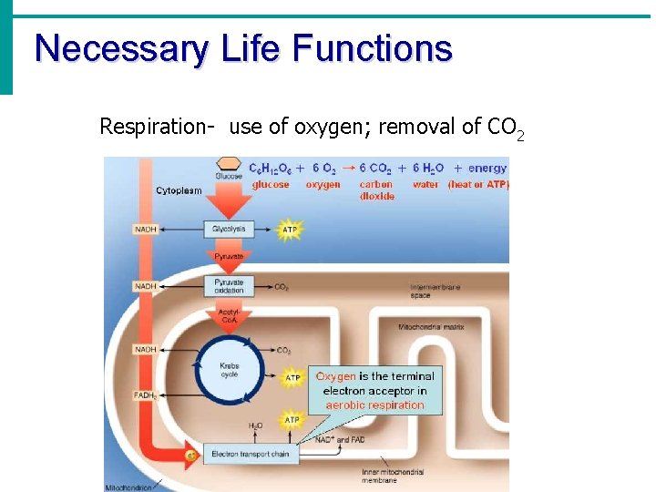Necessary Life Functions Respiration- use of oxygen; removal of CO 2 