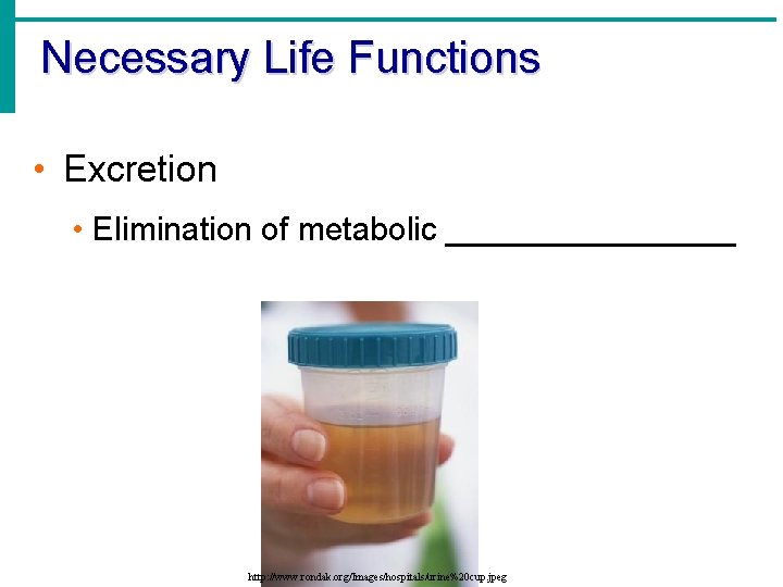 Necessary Life Functions • Excretion • Elimination of metabolic ________ http: //www. rondak. org/Images/hospitals/urine%20