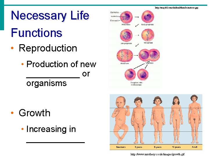 Necessary Life Functions http: //img. tfd. com/dorland/thumbs/mitosis. jpg • Reproduction • Production of new
