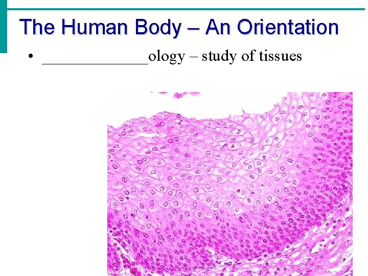 The Human Body – An Orientation • _______ology – study of tissues 
