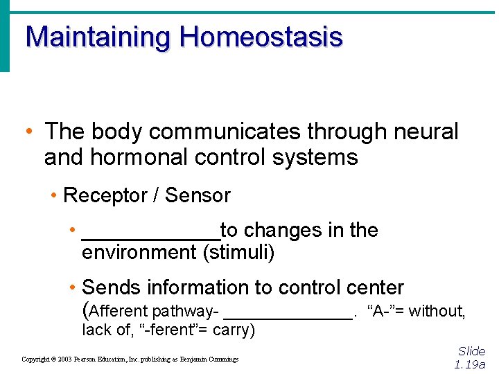 Maintaining Homeostasis • The body communicates through neural and hormonal control systems • Receptor