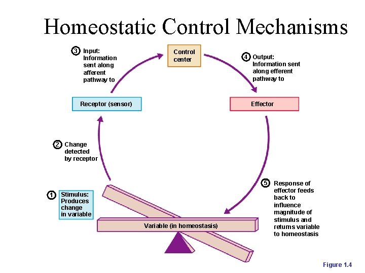 Homeostatic Control Mechanisms 3 Input: Information sent along afferent pathway to Control center Receptor