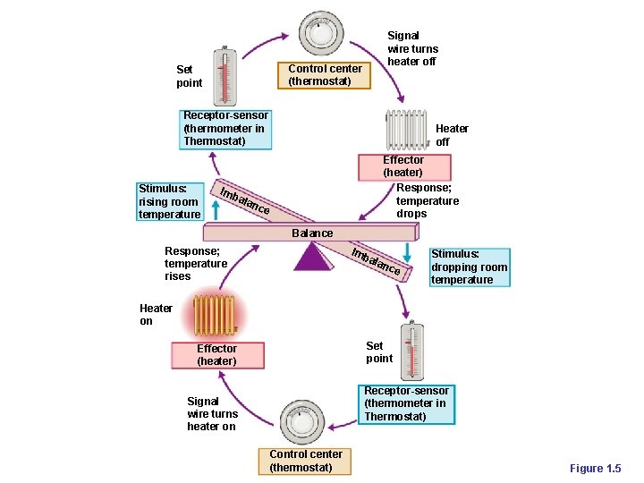 Signal wire turns heater off Control center (thermostat) Set point Receptor-sensor (thermometer in Thermostat)
