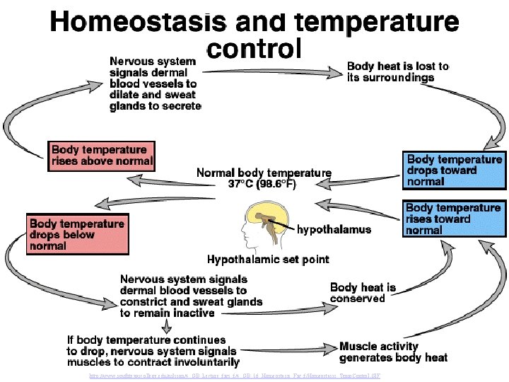 http: //www. southtexascollege. edu/nilsson/4_GB_Lecture_figs_f/4_GB_16_Homeostasis_Fig_f/Homeostasis_Temp. Control. GIF 