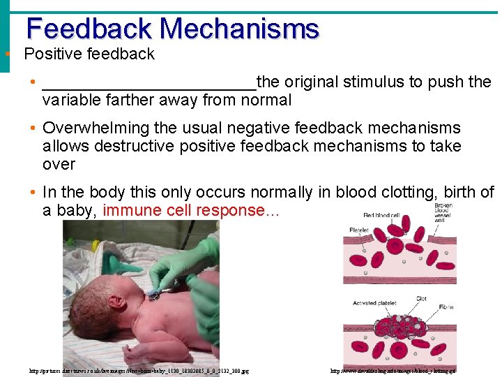 Feedback Mechanisms • Positive feedback • ____________the original stimulus to push the variable farther