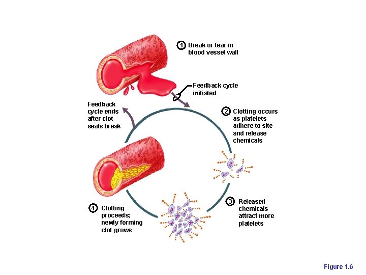 1 Break or tear in blood vessel wall Feedback cycle initiated Feedback cycle ends