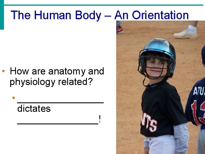 The Human Body – An Orientation • How are anatomy and physiology related? •
