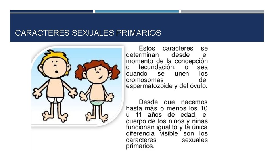 CARACTERES SEXUALES PRIMARIOS 