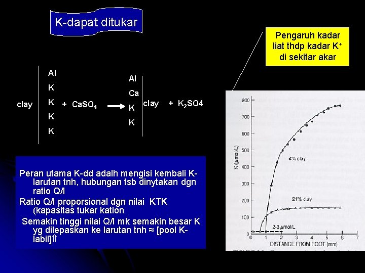 K-dapat ditukar Pengaruh kadar liat thdp kadar K+ di sekitar akar Al Al K