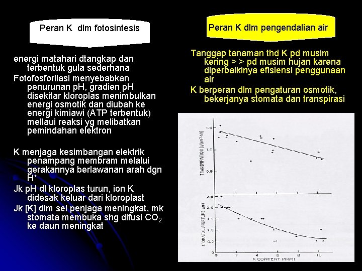 Peran K dlm fotosintesis energi matahari dtangkap dan terbentuk gula sederhana Fotofosforilasi menyebabkan penurunan