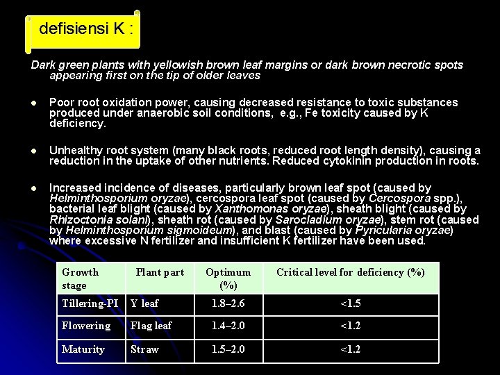 defisiensi K : Dark green plants with yellowish brown leaf margins or dark brown