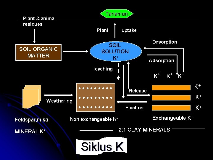 Tanaman Plant & animal residues Plant uptake Desorption SOIL SOLUTION K+ SOIL ORGANIC MATTER