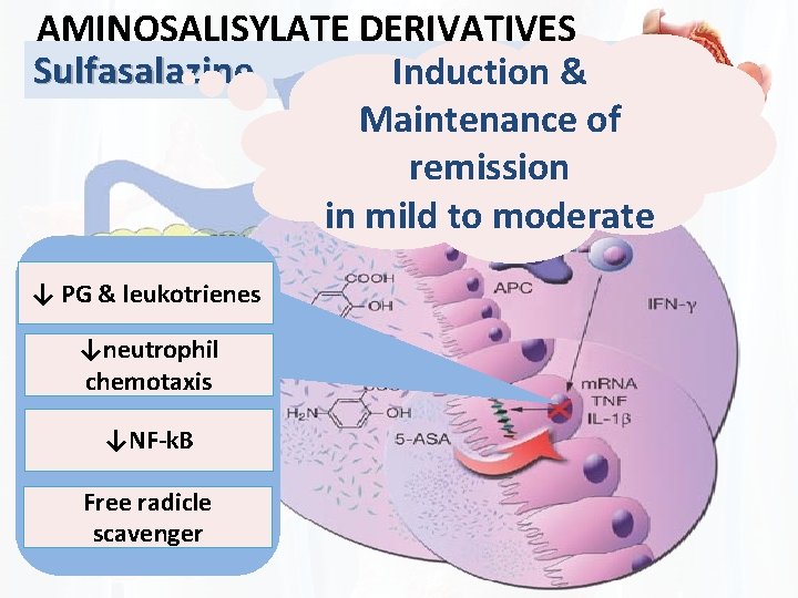 AMINOSALISYLATE DERIVATIVES Sulfasalazine Induction & Maintenance of remission in mild to moderate ↓ PG