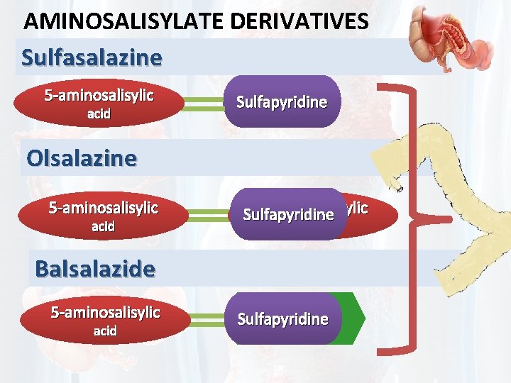 AMINOSALISYLATE DERIVATIVES Sulfasalazine 5 -aminosalisylic acid Sulfapyridine Olsalazine 5 -aminosalisylic acid 5 -aminosalisylic Sulfapyridine