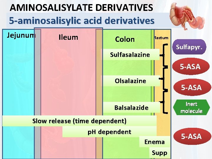 AMINOSALISYLATE DERIVATIVES 5 -aminosalisylic acid derivatives Jejunum Ileum Colon Rectum Sulfapyr. Sulfasalazine 5 -ASA