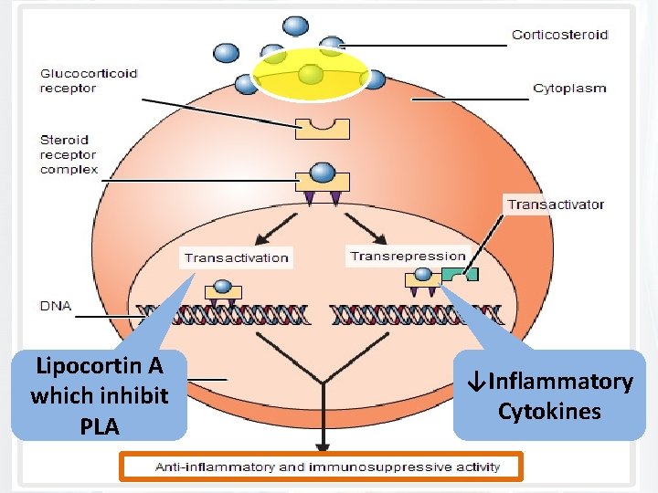 Corticosteroids Lipocortin A which inhibit PLA ↓Inflammatory Cytokines 