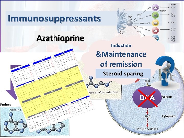 Immunosuppressants Azathioprine Induction &Maintenance of remission Steroid sparing DNA 