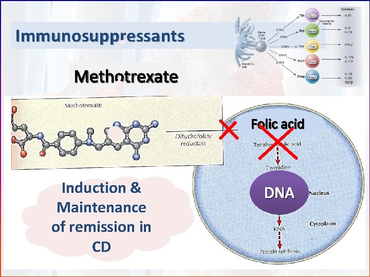 Immunosuppressants Methotrexate Folic acid Induction & Maintenance of remission in CD DNA 