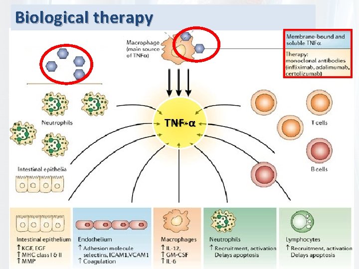 Biological therapy Anti-TNF-α 