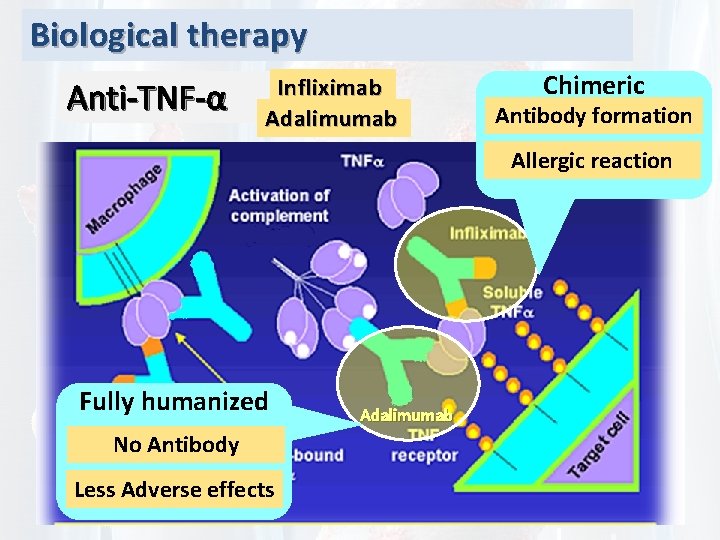 Biological therapy Anti-TNF-α Infliximab Adalimumab Chimeric Antibody formation Allergic reaction Fully humanized No Antibody