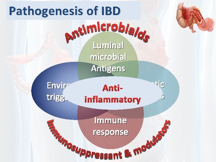 Pathogenesis of IBD Luminal microbial Antigens Environmental. Anti- Genetic triggers inflammatoryfactors IBD Immune response
